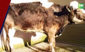 Вспышку бруцеллеза у коров выявили в Атнинском районе Татарстана — видео