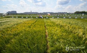 В начале октября в Татарстане сохранилась почвенная засуха