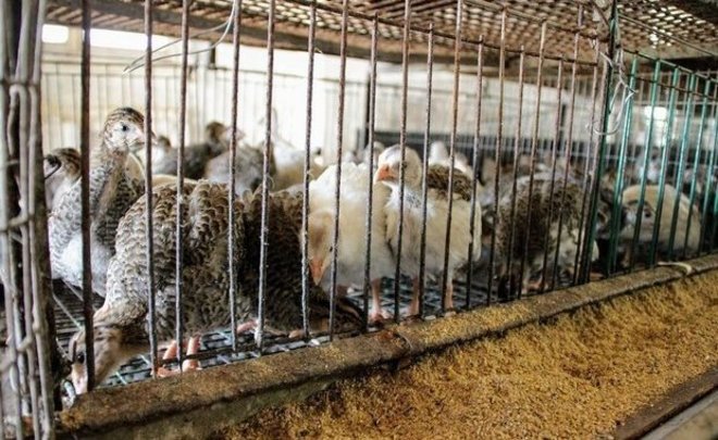 В Татарстане предложили фермерам застраховать свое поголовье животных с господдержкой в 50%