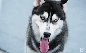 Жители Камских Полян жалуются на стаи бродячих собак — видео