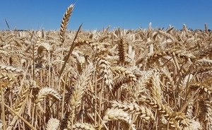 В Татарстане убрали свыше 88 тыс. га зерновых