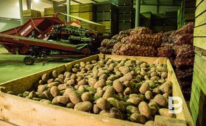 С 5 марта Россельхознадзор разрешит ввоз овощей из девяти стран