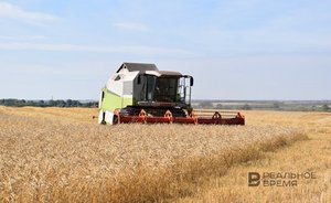 В Татарстане остался несобранным урожай зерновых с 25 тысяч га полей