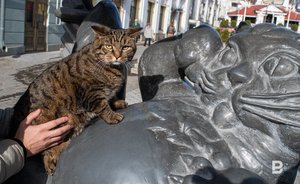 В Татарстане предложили создать День Кота Казанского