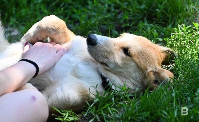 Госдума приняла поправки в закон об обращении с животными