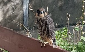 Приземлившемуся в казанском дворе соколу не смогли найти орнитолога