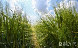 В Татарстане в сентябре зафиксировали почвенную засуху