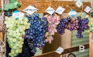 В России появится новый вид разрешенного использования земель — под виноградарство