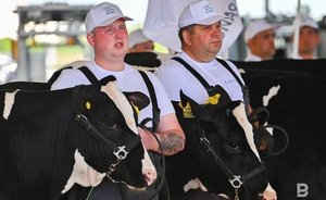 На сегодняшний день в Татарстане перерабатывается около 90% произведенного сырого молока