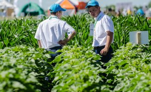В России урожай тепличных овощей может вырасти на 20%