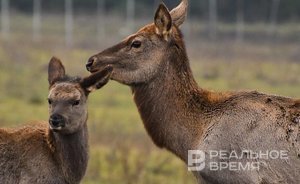 В Татарстане в 2025 году должны перевыпустить Красную книгу республики