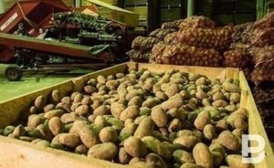 Исследование: 67% опрошенных татарстанцев-дачников будут выращивать больше продуктов на участках