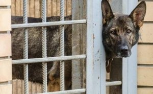 В Татарстане предложили привлекать инвесторов к созданию приютов для бездомных животных