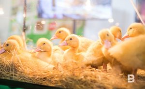 В Татарстане сократилось поголовье скота и птицы