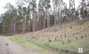 Татарстан вошел в лидеры по показателю охраны лесов от пожаров