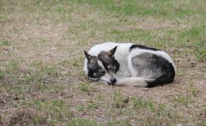 В мэрии Казани прокомментировали ситуацию с бездомными собаками в городе