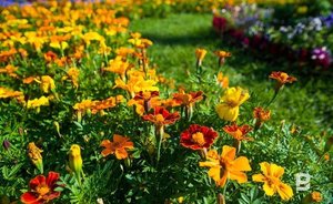 «Горводзеленхоз» Казани закупит почти миллион цветочных семян и черенков для оформления города