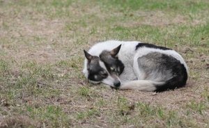 В двух районах Татарстана установили карантин по бешенству животных