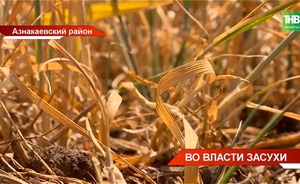 Татарстанские фермеры теряют урожай из-за засухи — видео