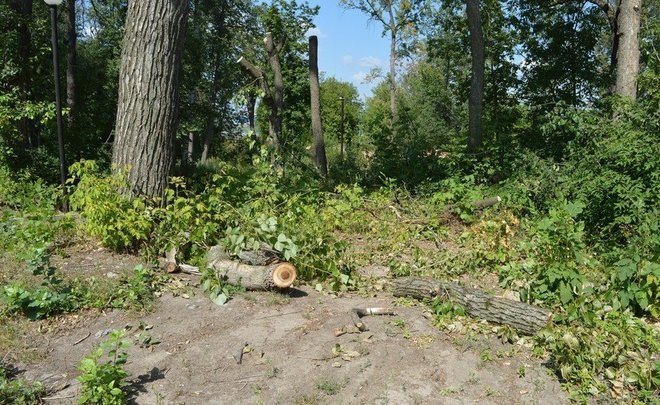 В 2021 году в Татарстане оздоровят более 5,8 тыс. гектаров леса