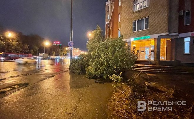 Из-за сильного ветра на улице Вишневского в Казани рухнуло дерево