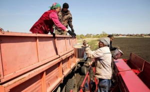 В большинстве районов Татарстана ввели ЧС из-за жары