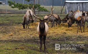 Раис Татарстана утвердил лимит добычи охотничьих ресурсов