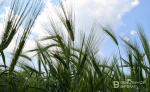 Президент Турции объявил, что зерновая сделка «вошла в историю»