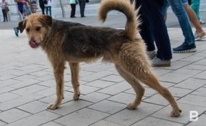 В Тукаевском районе Татарстана в несколько раз завысили показатели по отлову собак