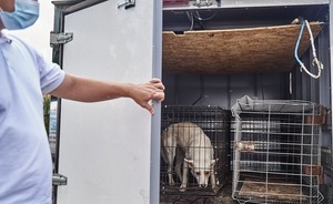 В Татарстане за медпомощью из-за укусов животных в 2022 году обратились 9,6 тысячи жителей