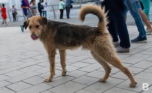 В Тукаевском районе РТ отменили карантин по бешенству