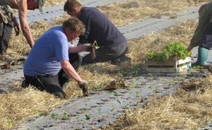 События на Украине не оказали влияния на производителей ягод из Татарстана