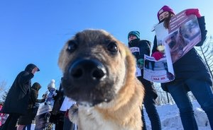 Зоозащитник рассказал, как в Казани отлавливают домашних собак и увозят в неизвестном направлении