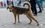 Под Казанью полицейский помог зоозащитникам спасти собаку, попавшую в «плохие руки»
