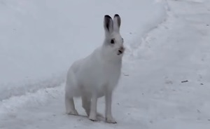 В Татарстане увеличилась популяция зайцев