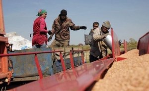 В Татарстане посеяли 18,3 тыс. га озимых