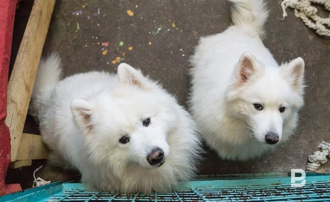 В России могут начать конфискацию домашних животных за жестокое обращение