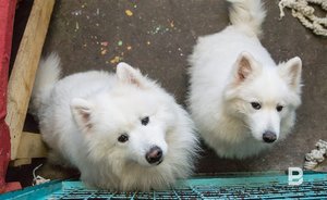 В России могут начать конфискацию домашних животных за жестокое обращение