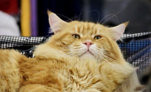 Эксперт: «Ситуация с кошками и собаками в республике ужасная и бесперспективная»