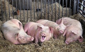 Минсельхоз Татарстана предупредил об очагах африканской чумы свиней вблизи границ республики