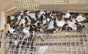 В Тимашевской птицефабрике ввели наблюдение