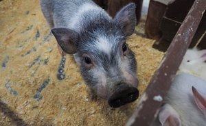 Власти Татарстана постановили изъять свиней в некоторых селах и деревнях из-за АЧС