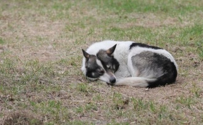 В селе Альметьевского района Татарстана сняли карантин из-за бешенства животных