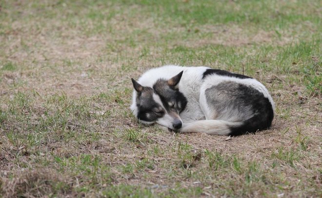 В Комсомольском районе Челнов отменили карантин по бешенству животных