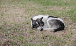В Комсомольском районе Челнов отменили карантин по бешенству животных