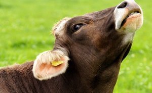 В Татарстане в 2019 году на субсидии хозяйствам на содержание коров заложили 391 млн рублей