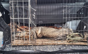 В двух сельских поселениях Татарстана отменили карантин по бешенству животных