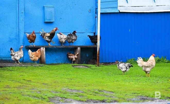 Цена куриного мяса в России побила исторический рекорд