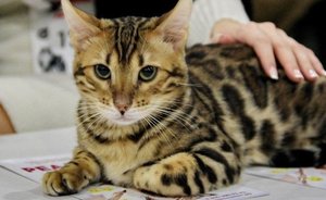 Purina остановила производство и продажу в России некоторых кормов для кошек и собак