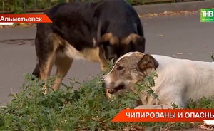 Жители Альметьевска жалуются на бродячих собак — видео